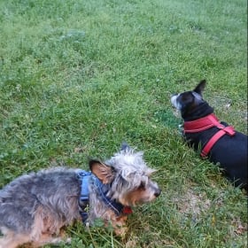 Boris and Cooper