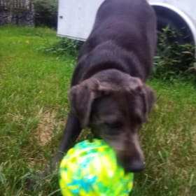 Dixie