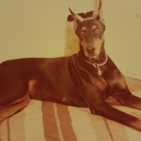 Sabra