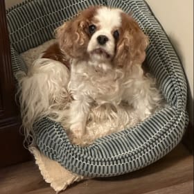 Samantha