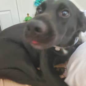 BUBBA