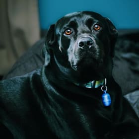 Bailey
