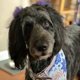 Zuzu