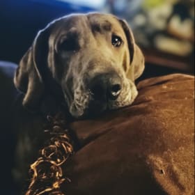 Scooby Blue