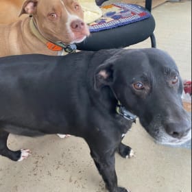 Buddy  - Charlie