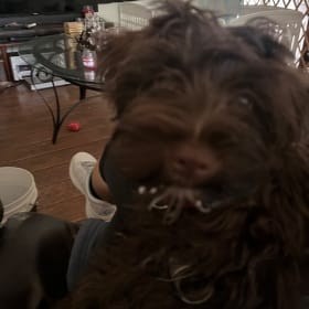 Coco