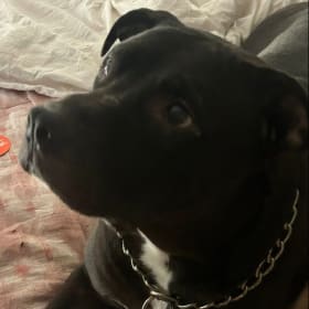 Taz