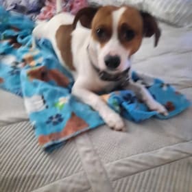 Zorro