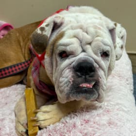 Princess Pudge
