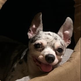 Chico