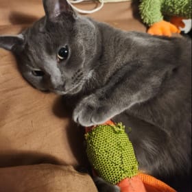 Gus-Mahkee