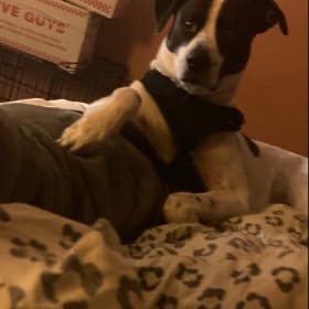 Deebo