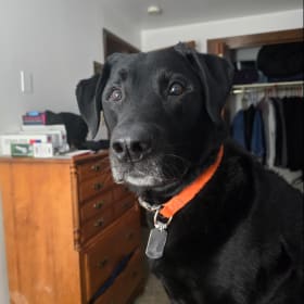 Dozer