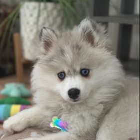 Kolani Lou