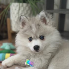 Kolani Lou