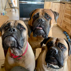 Ollie-Brandy-MaizeeMay