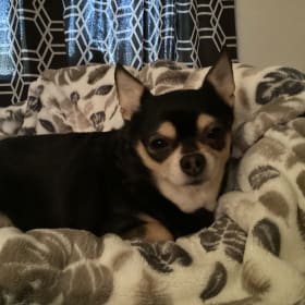 Daisy