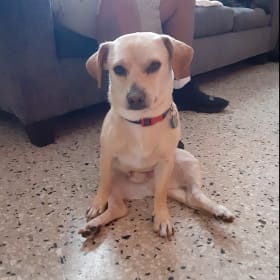 Benji