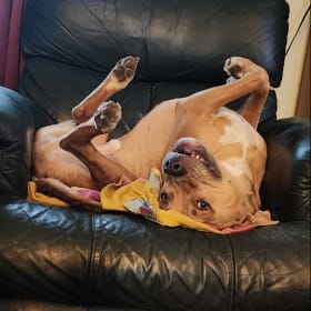 Dougie