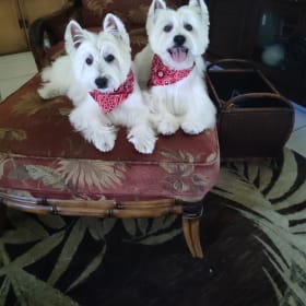 Beau and Koki