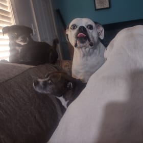 Mammas Babies