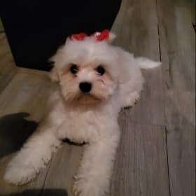 Daisy