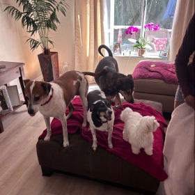 The Pack