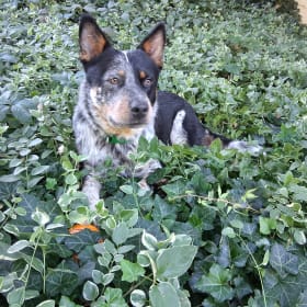 Scout