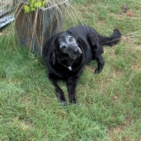 Lilly