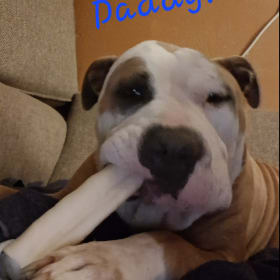 Obie