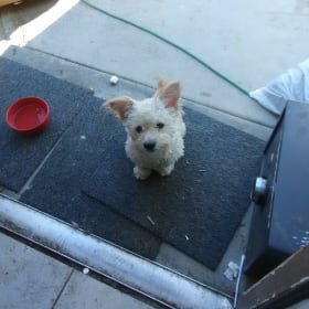 Benji