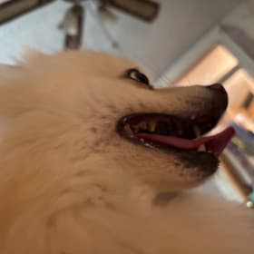 Petunia