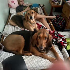 Henry-Bubbles-Honey