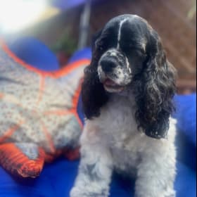 Maddie