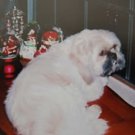Buddy