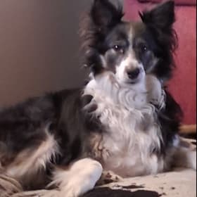 Roo