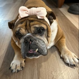 Teddy Louise