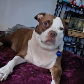 Buddy