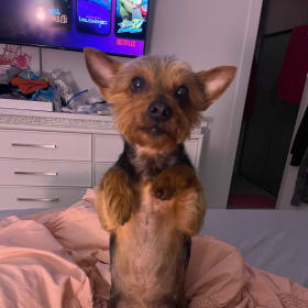 Cooper