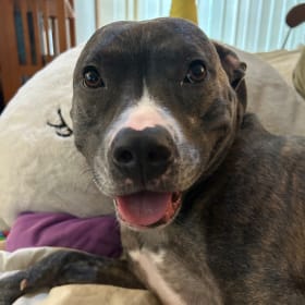 Sally aka Puppy Power