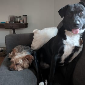 Indica and Max