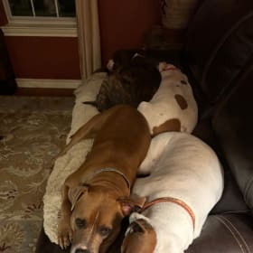 Moonpie Blu Frodo Lilly