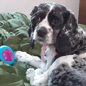 Twilight Pearl Louise