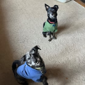 Gremlin is in the blue  Vinnie in green