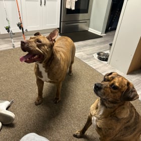 Scooby Zeus