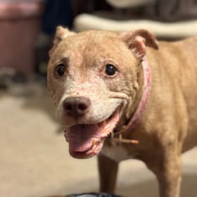 The Very Reverend Dr Foxy Roxy Banana Shoes MD