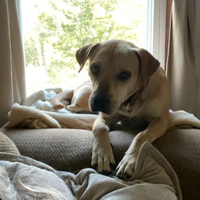 Sadie is foster dog who needs forever home in NY