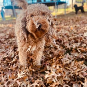Willow