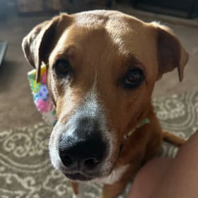 Lucy Lu