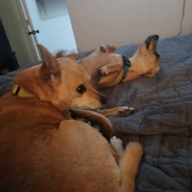 Danger Noodle and Piper